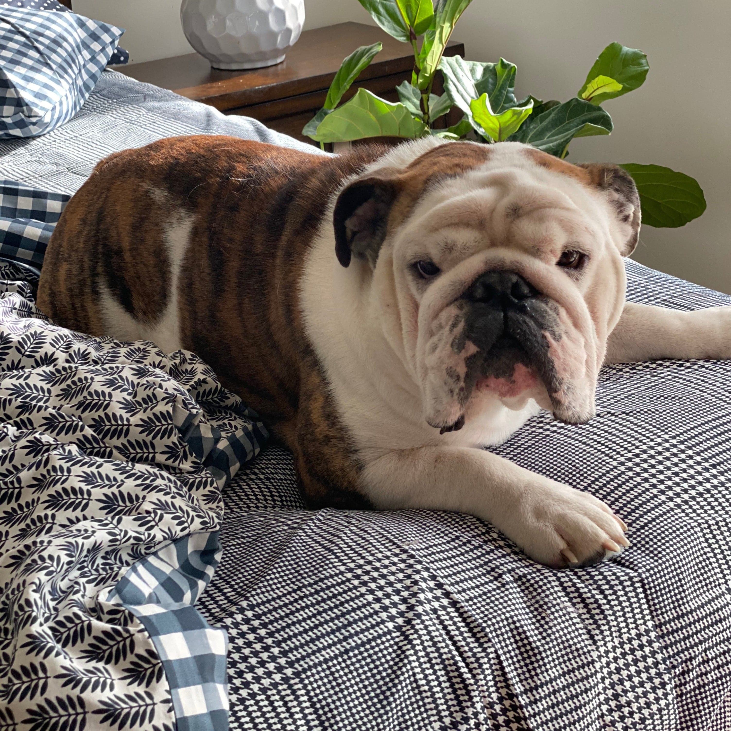 Manhattan Houndstooth Bottom Sheet